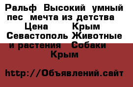 Ральф. Высокий, умный пес- мечта из детства › Цена ­ 1 - Крым, Севастополь Животные и растения » Собаки   . Крым